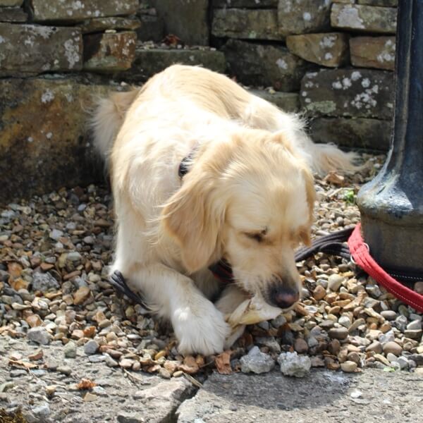 Golden Retriever enjoying a Cloud K9 natural dog chew at a local event