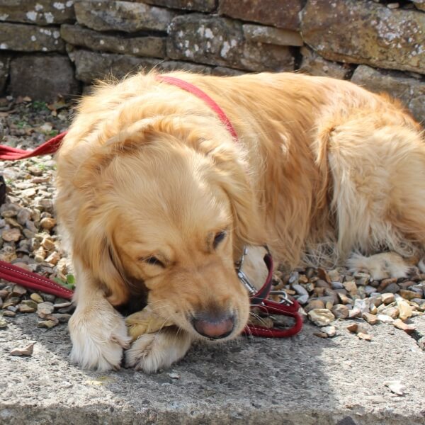 Golden Retriever chewing a Cloud K9 natural treat outdoors at a dog event