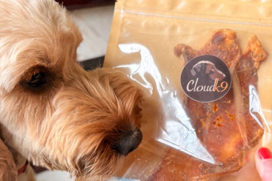 Cockapoo with a packet containing a Cloud K9 beef moon bone