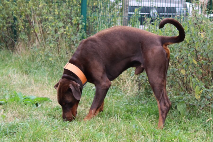 dobermann sniffing grass in a secure dog field