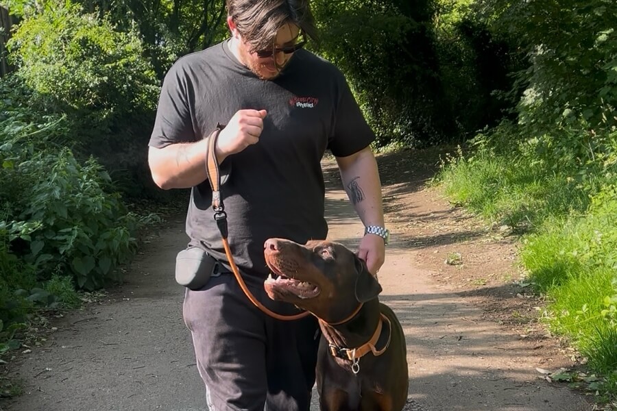 walking training sessions with dobermann