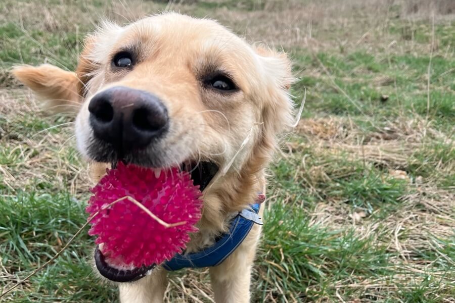 Golden Retriever holding a red ball toy in mouth