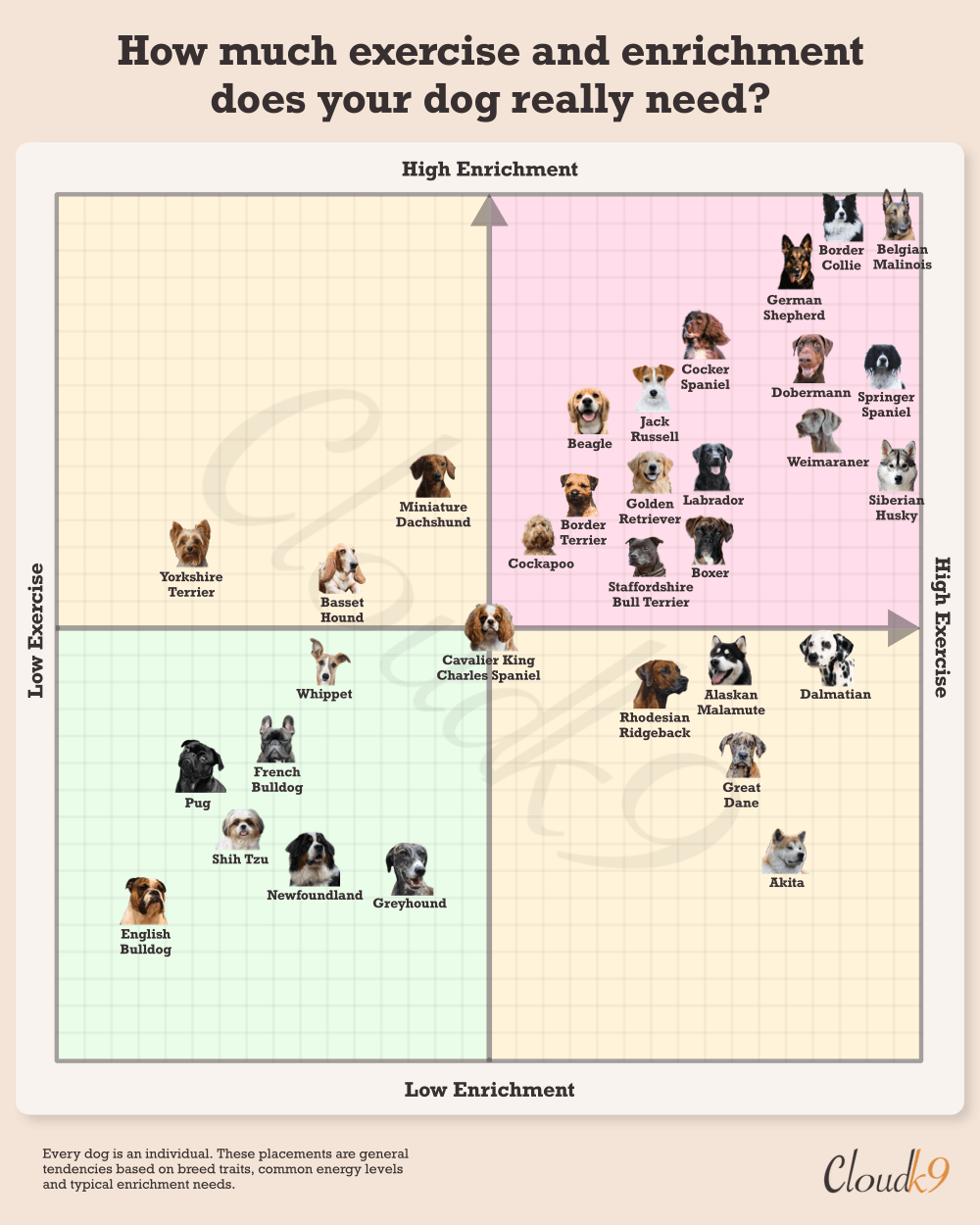  Dog exercise and enrichment compass infographic